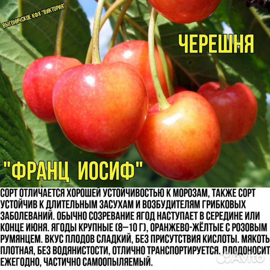 Саженцы, черешня, вишня, яблони, груши, слива, пер