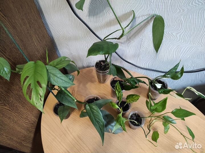 Комнатные растения