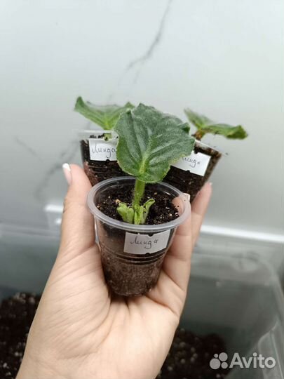 Фиалка укорененный лист