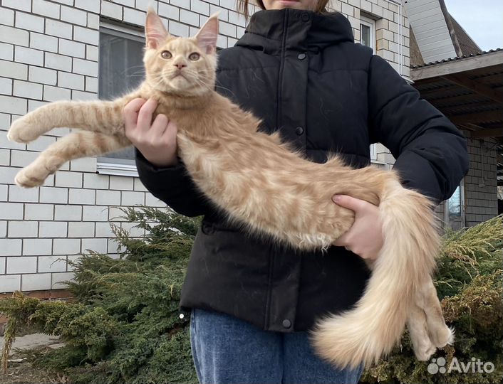 Котики Мейн-кун