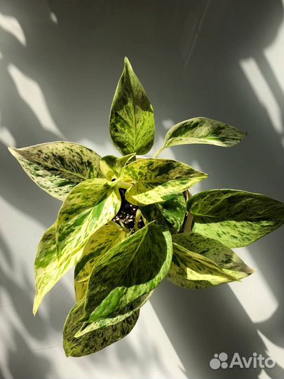 Эпипремнум марбл квин