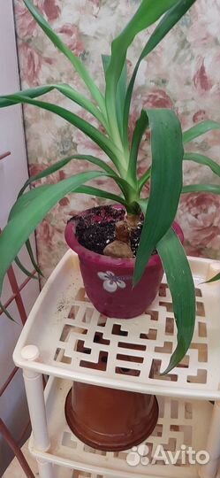 Комнатные растения юкка