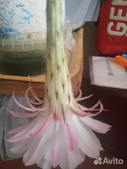 Кактус цветущий