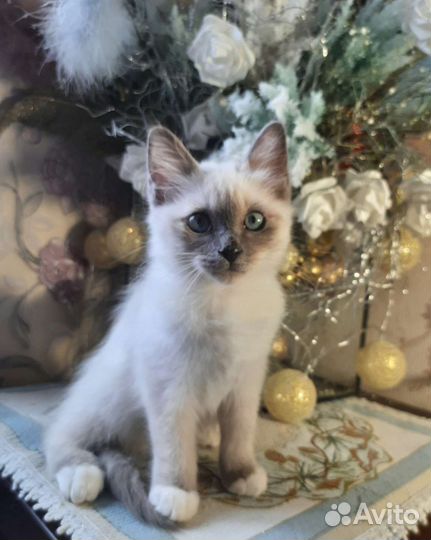 Котёнок Добрыня Священная бирма для добрых людей