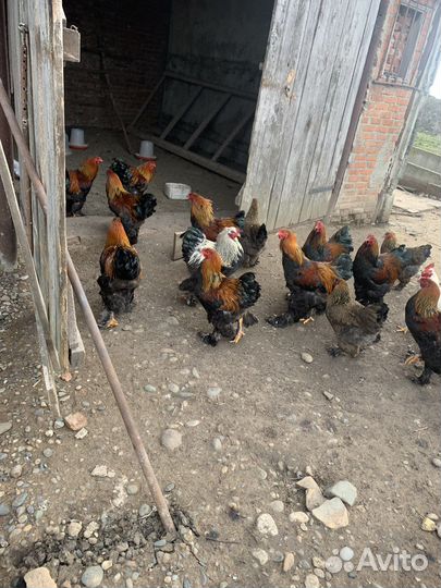 Молодые петухи брама