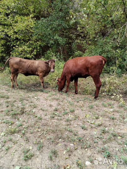 Корова дойная