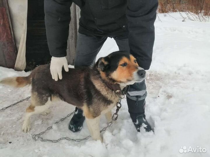 Собака в добрые руки отдам бесплатно