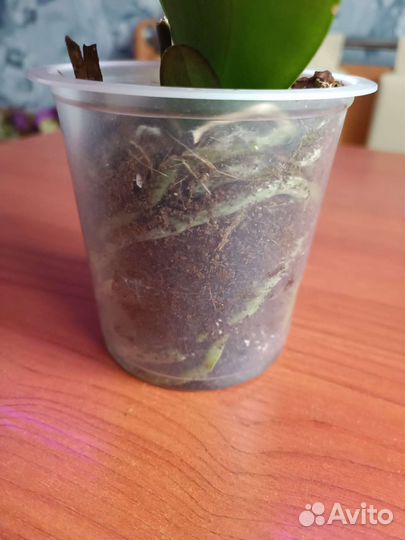 Орхидея фаленопсис