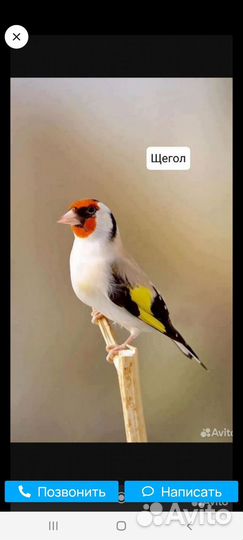 Птица щегол