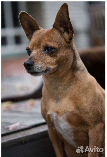 Объектив YI 42.5мм 1.8 micro 3/4