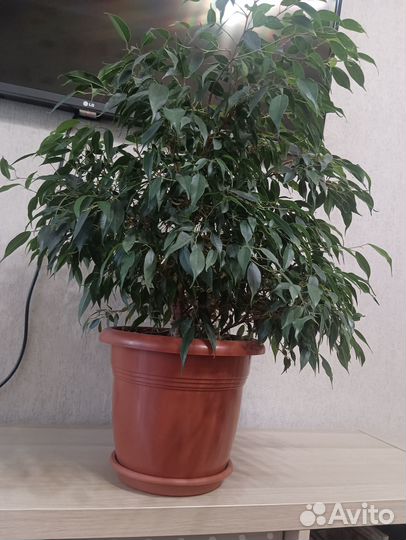 Фикус бенджамина