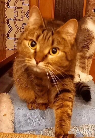 Кошка Тося 9 мес., стерилизована