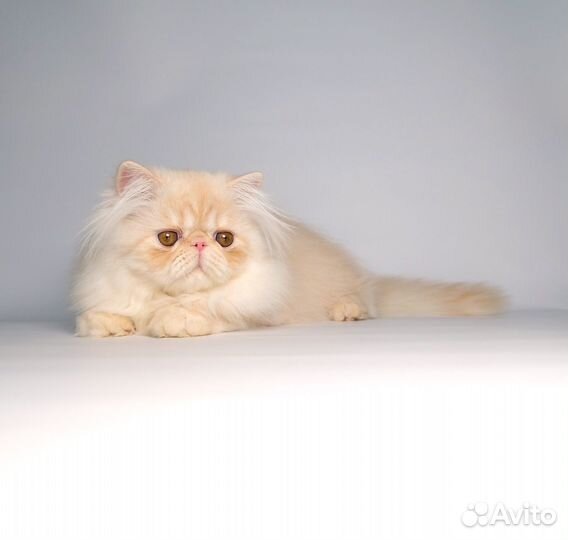 Персидская девочка 3,5 мес