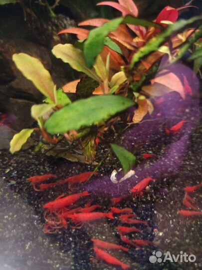 Креветки. Растения аквариумные