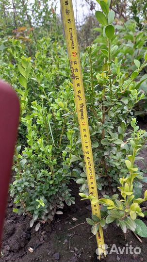 Саженцы самшита