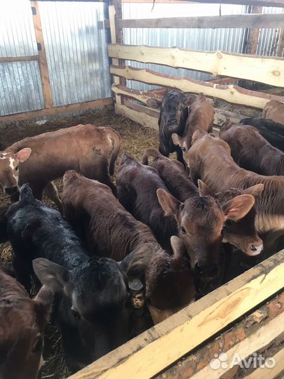 Телята доставка с выбором