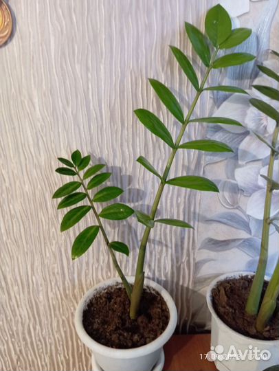 Замиокулькас