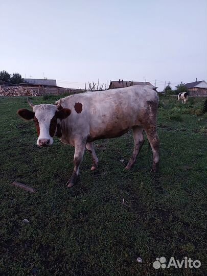 Продам телок