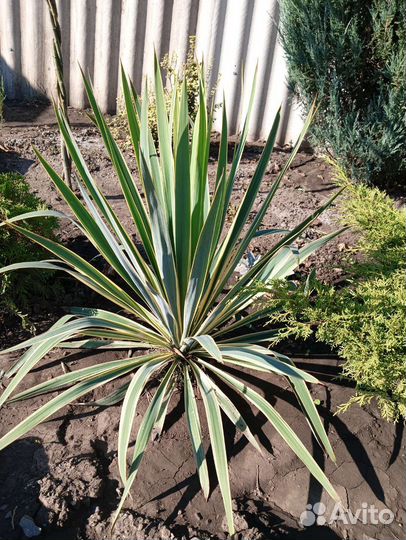 Юкка и много других декоративных растений