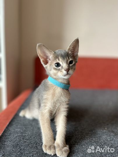 Абиссинские котята голубые