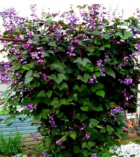 Цветы Долихос