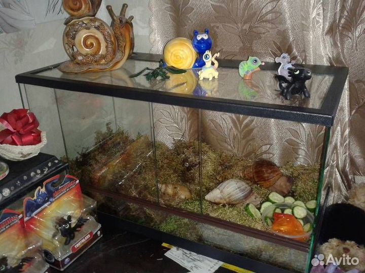 Улитки ахатины