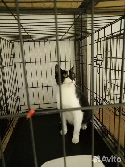 Кошка Буся лишилась дома, её ждет выпуск на улицу