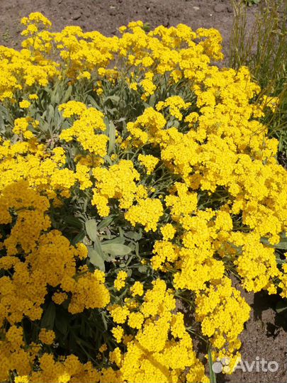 Семена цветов