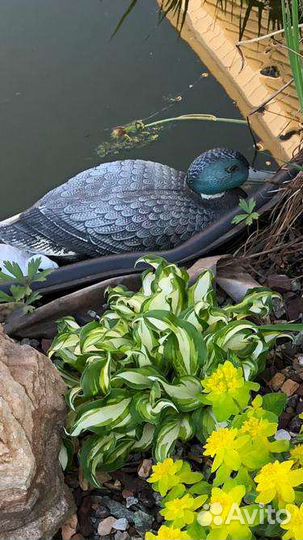 Хосты, гейхера