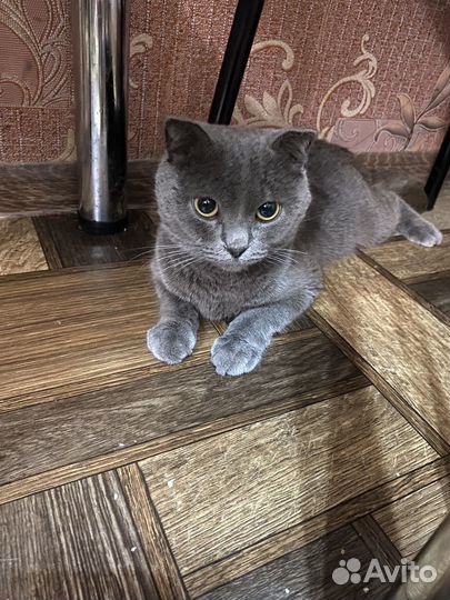 Отдам кота в добрые руки