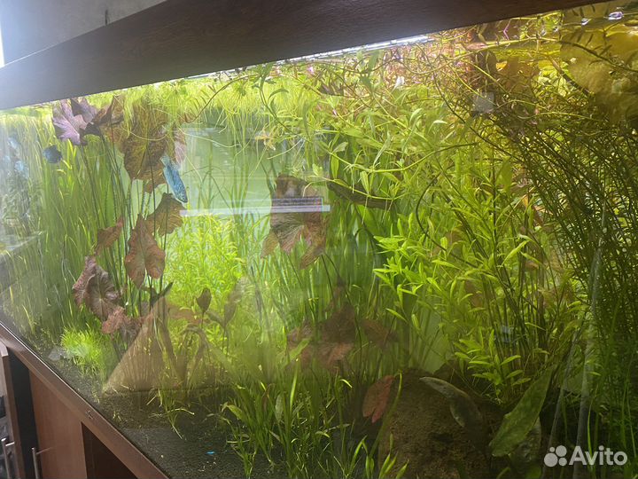 Аквариумные растения