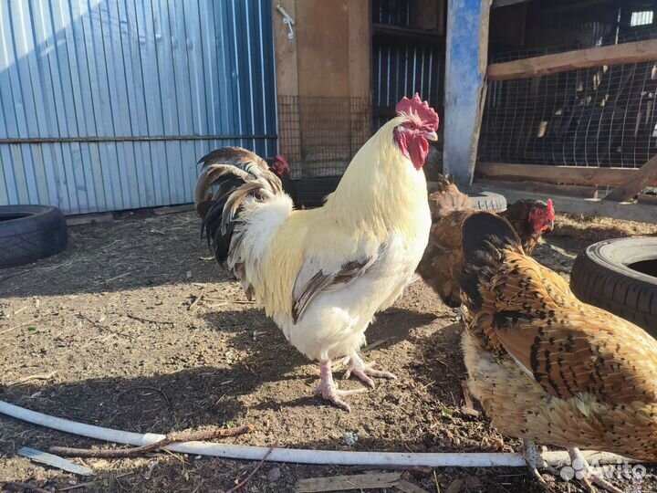 Петух опытный красавец