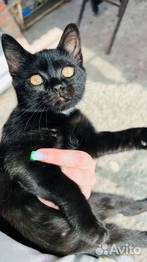 Котята бесплатно