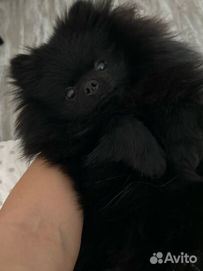 Померанский шпиц вязка