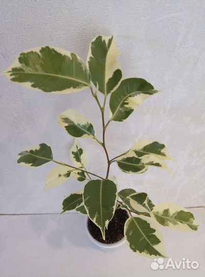 Фикусы,Мандарин,Сингониум,Пальма,Циперус