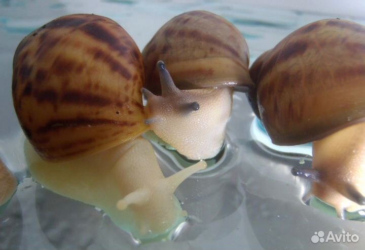 Улитки архахатины