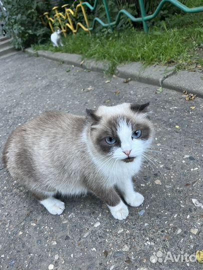 Кошечка в добрые руки