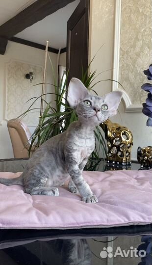 Девон-рекс мальчик