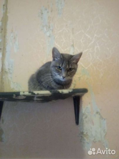 Кошечка Дымка в добрые руки