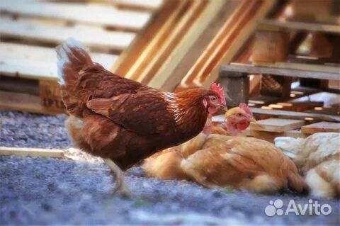 Куры молодки несушки