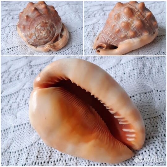 Ракушка морская большая