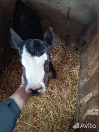 Телята телочки