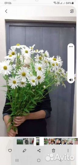 Садовые многолетники