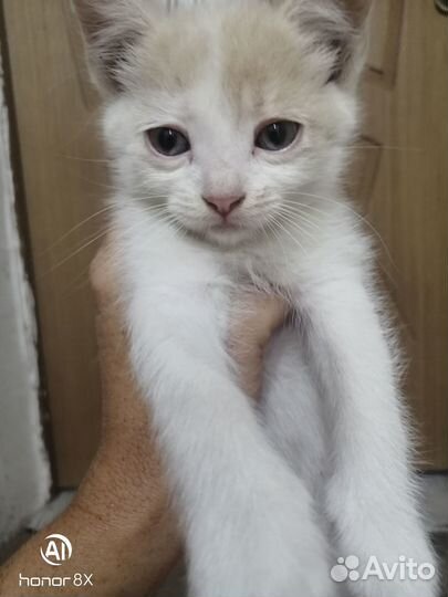 Котятя британцы