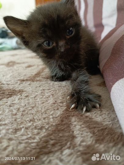 Котики бесплатно