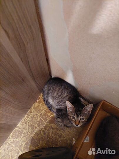 Котёнок Мальчик