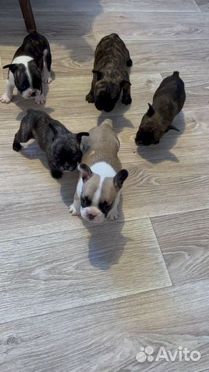 Щенки французского бульдога