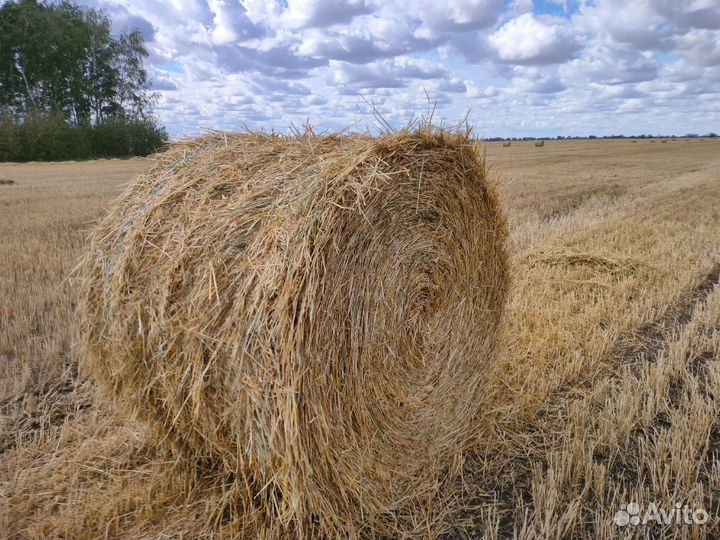 Сено в рулонах