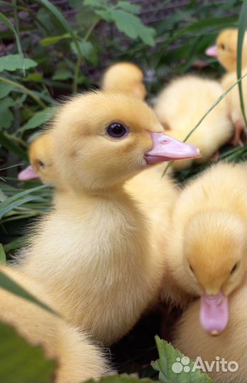 Утята индоутки