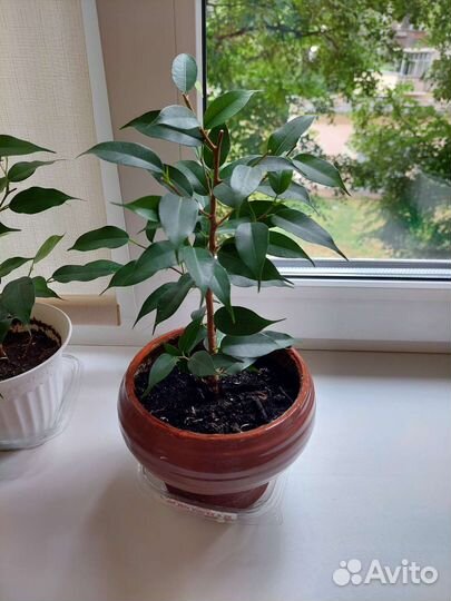 Фикус бенджамина